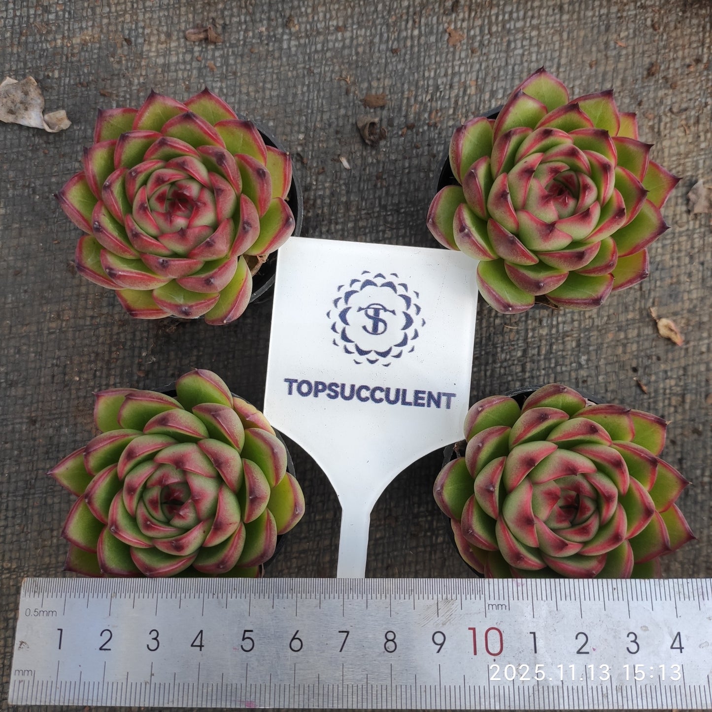 4513 ムーンストーン(5.5cm pot)