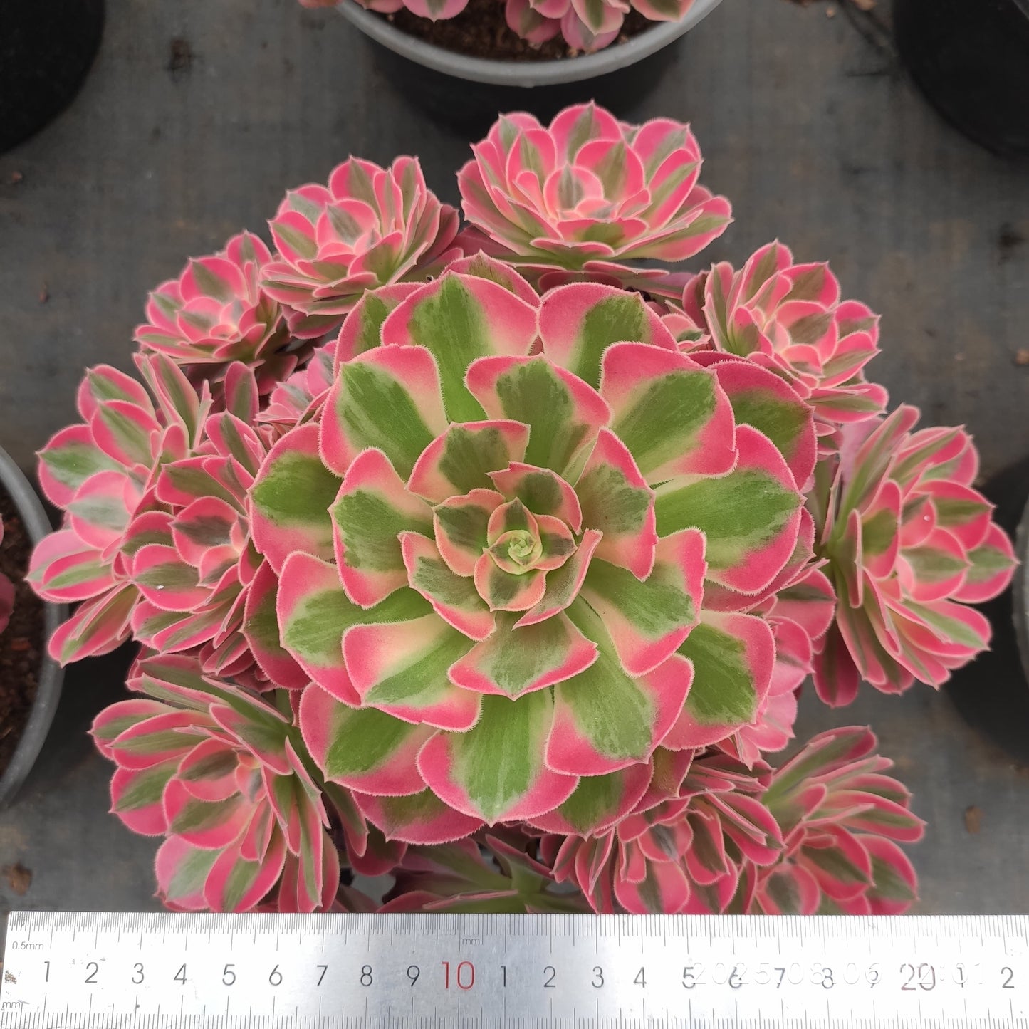 THH042 アエオニウム ウィッチ(18cm pot)