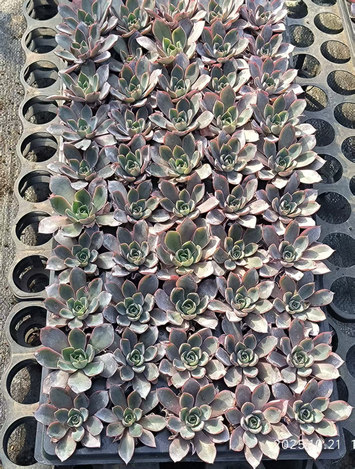 21744 ヘラ(5cm pot)(ポット苗)