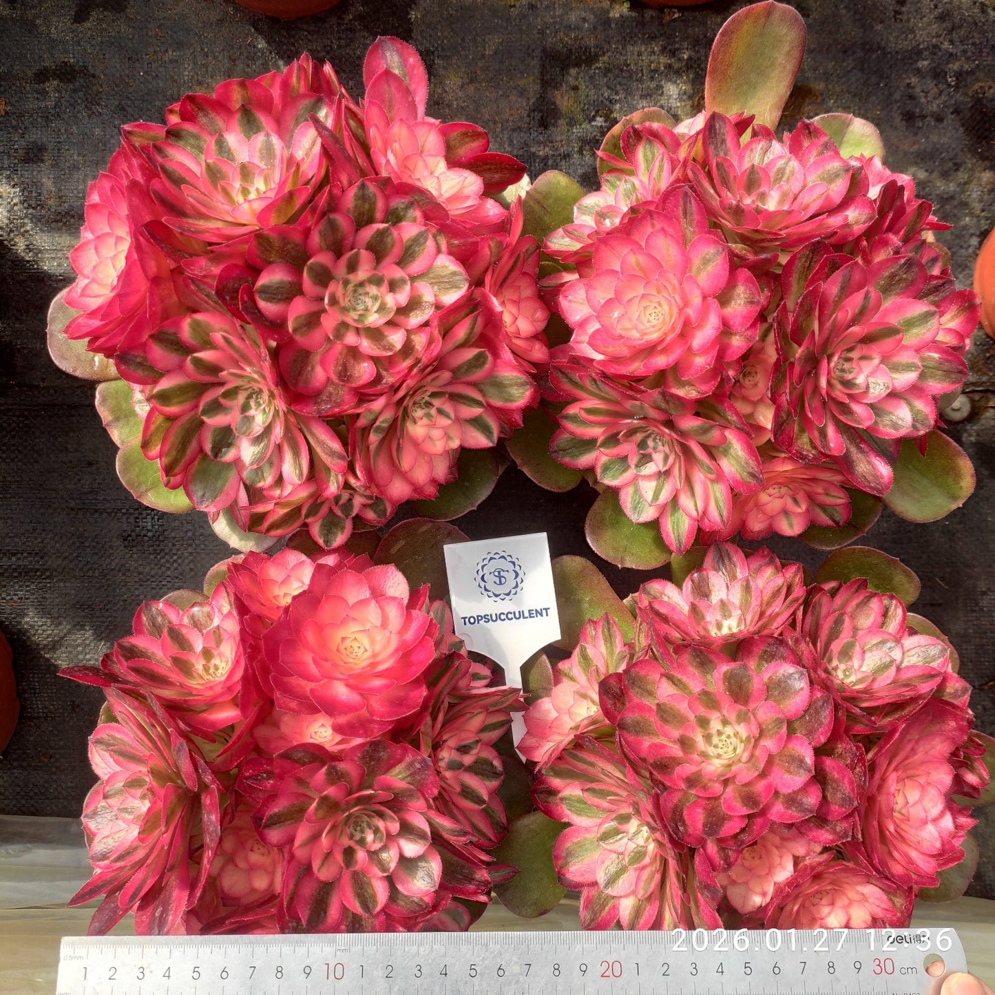 25474 アエオニウム ライチー