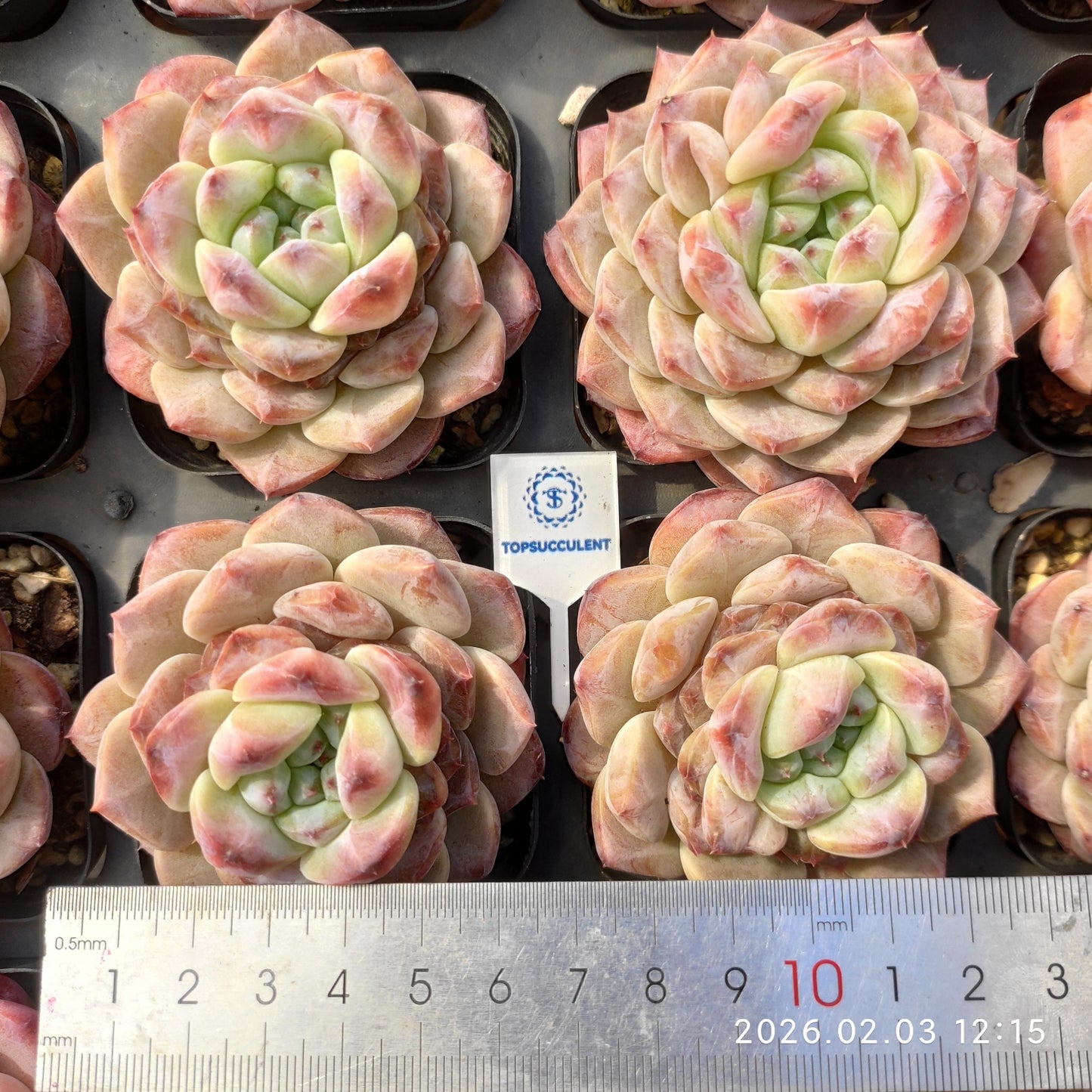 25638 アイススピリット