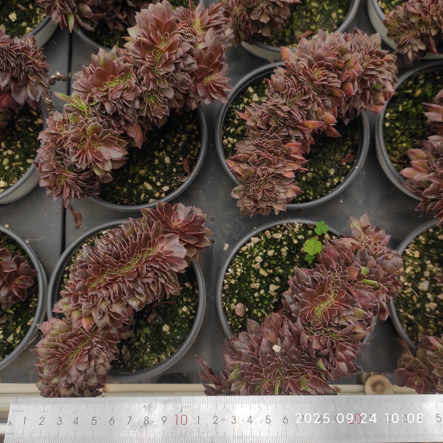 ON654 ブラック ビューティー綴化(12cm pot)
