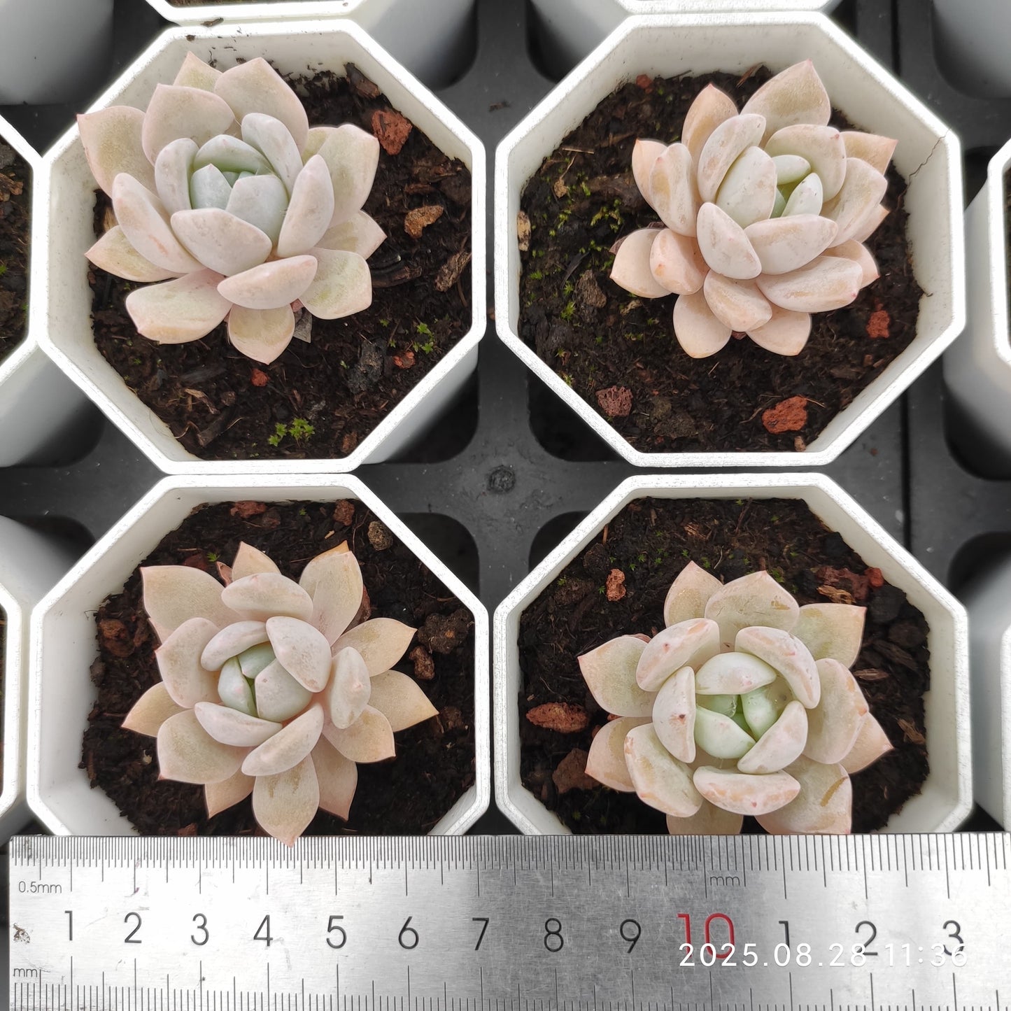 YBB250 ドリームスノー(7cm pot)