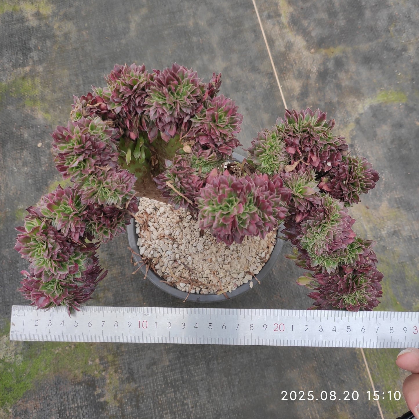 ON640 アエオニウム スカイチーム綴化(20cm pot)