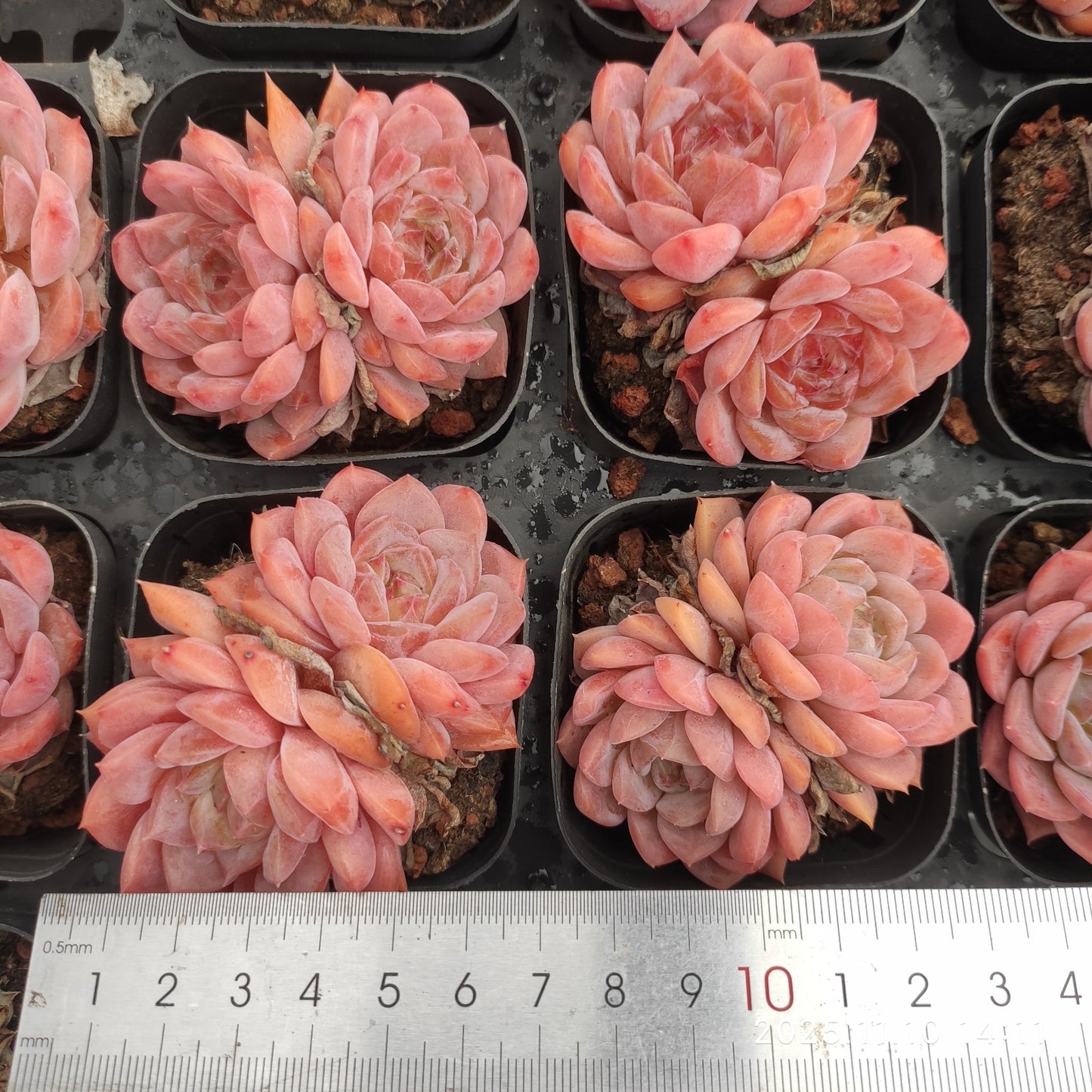 22592 キャンディー ハートHyb(6.5cm pot)