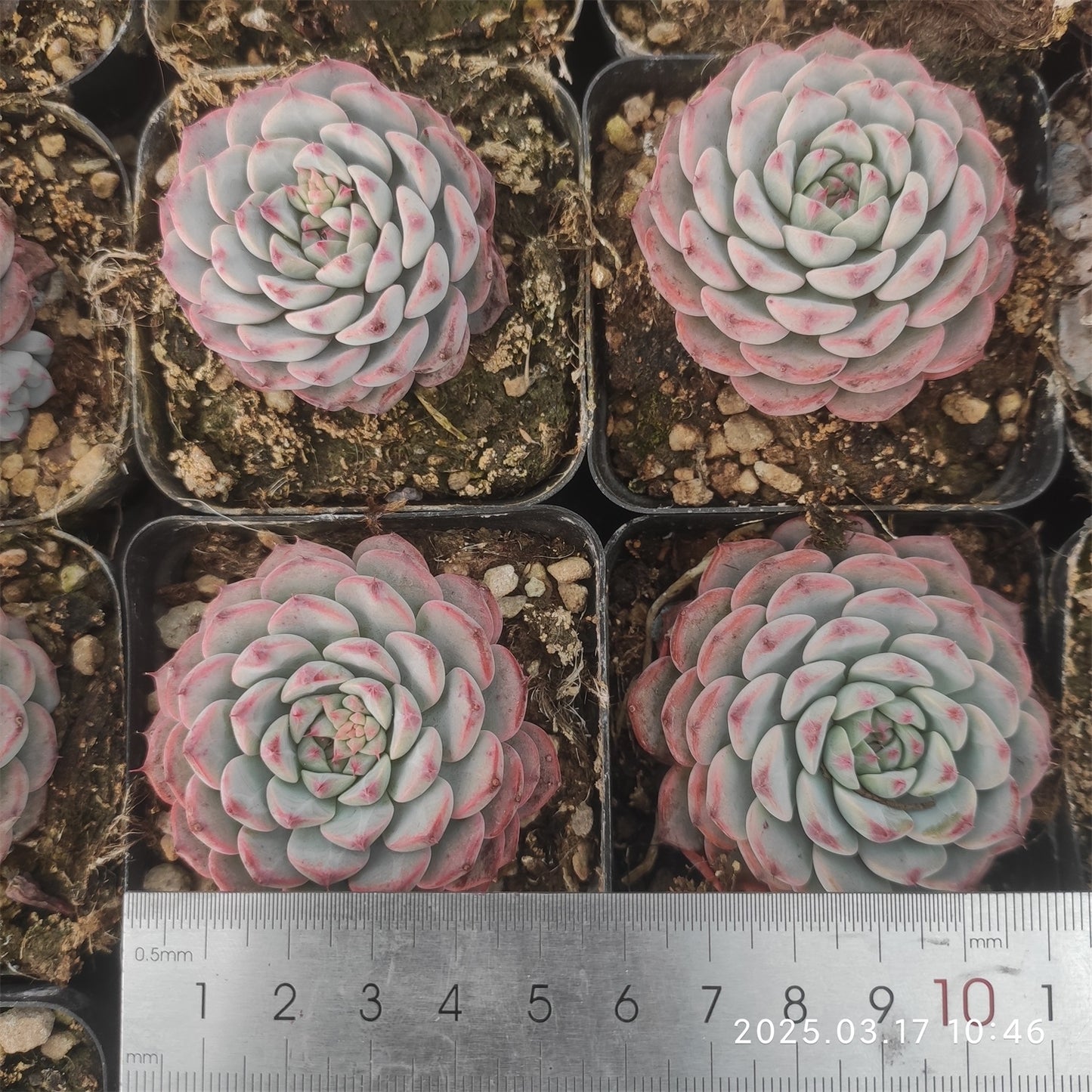 ZX342 ホワイトミニマ(7cm pot)