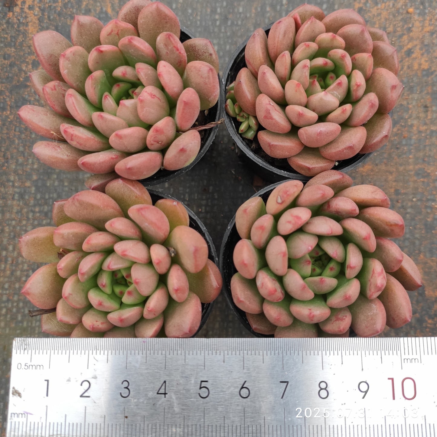 MMT197 ピンクルルビー (5.5cm pot)