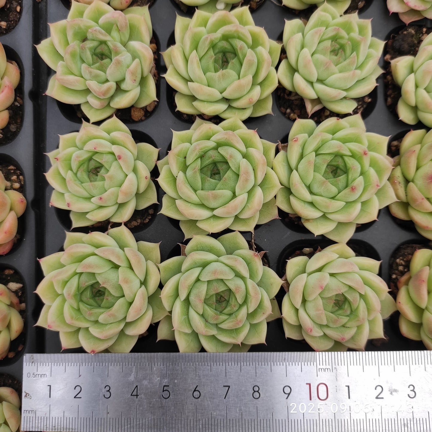 RC156 クラウド タワー(3cm pot)