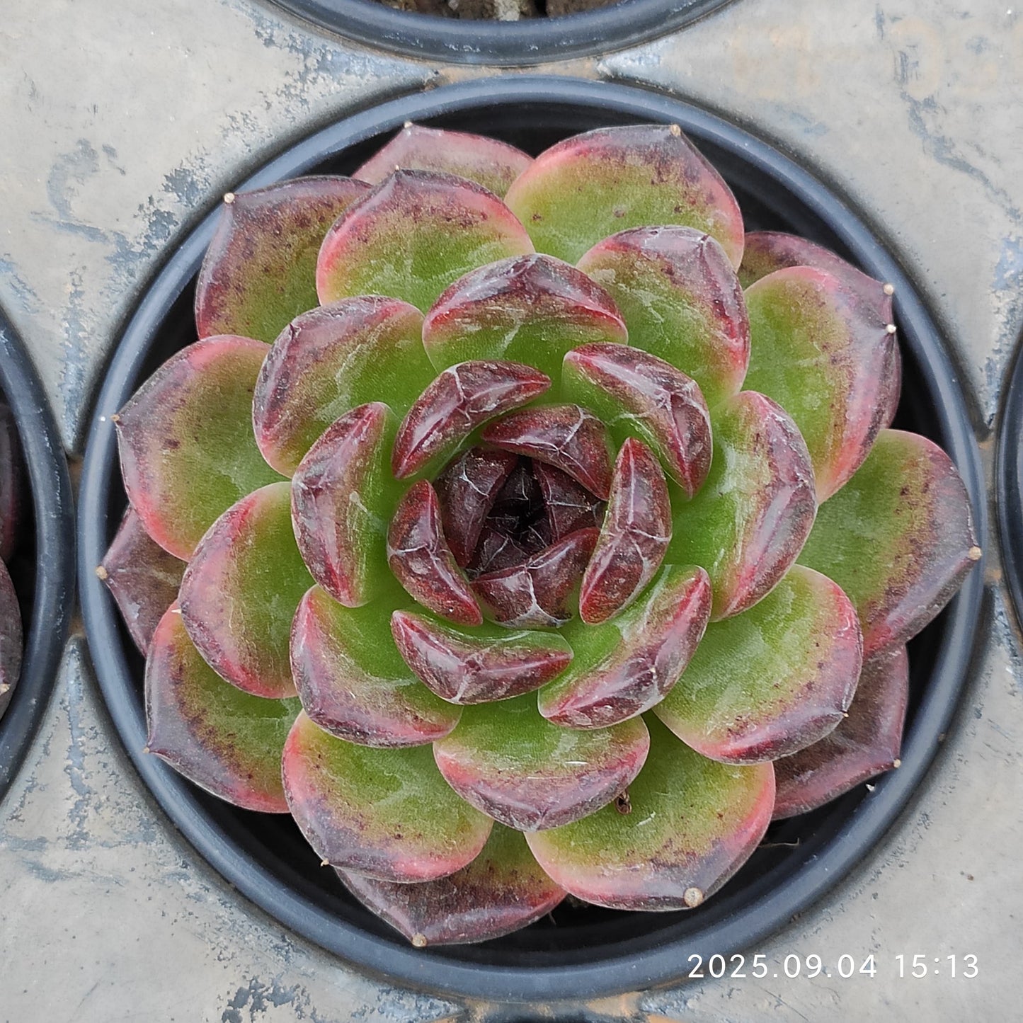 MMY1183 アイスランディック コフィー(9cm pot)