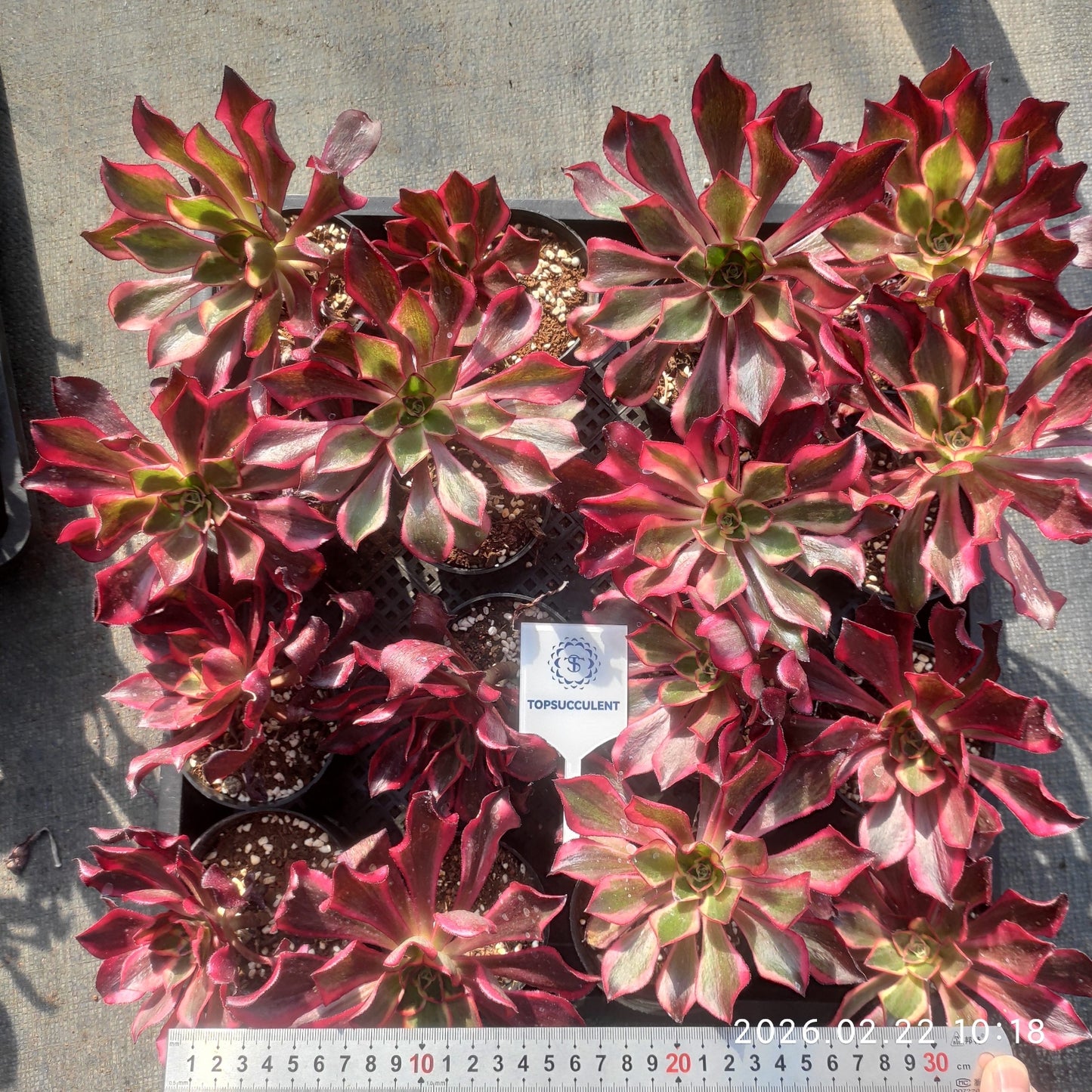 26095 ファントム