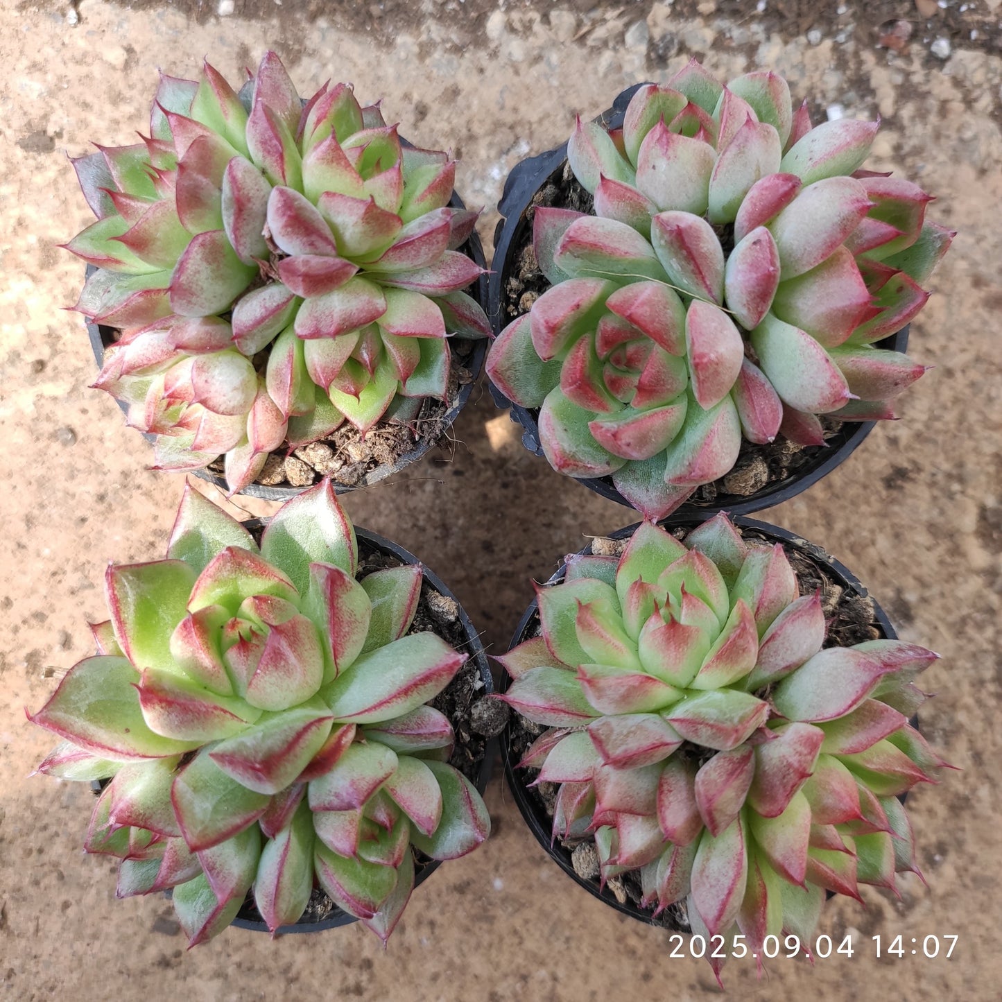 MMY1291 ドリームクイーン(5.5cm pot)