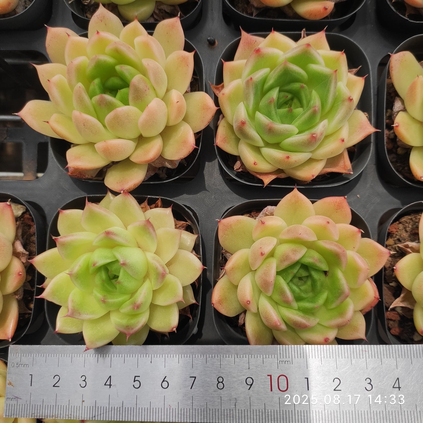 LMM381 マルガン(6.5 cm pot)