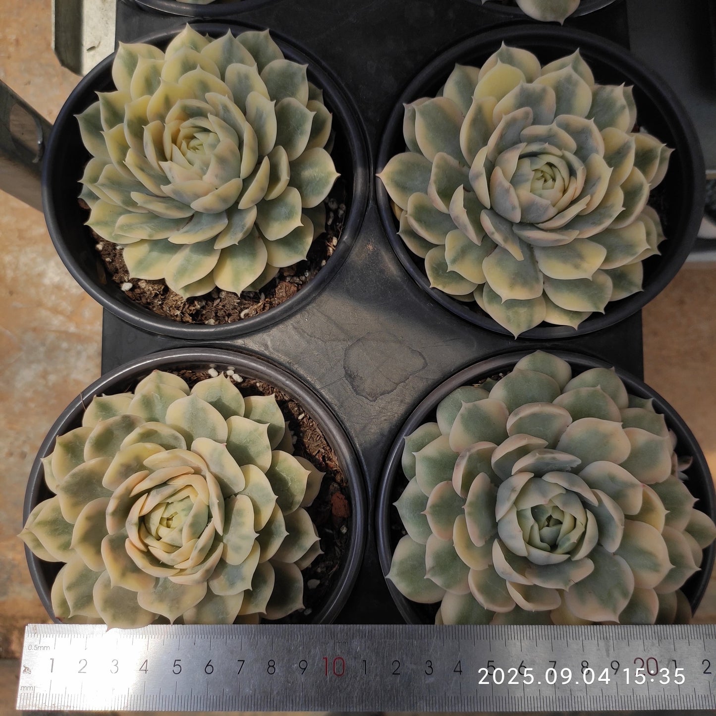 MMY1048 オンスロー錦(12cm pot)