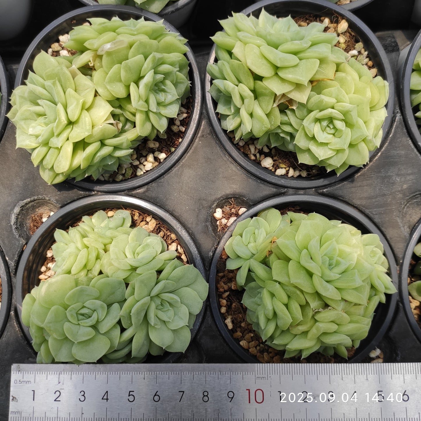 MMY925 ホワイトスワン(白鳥)(9cm pot)