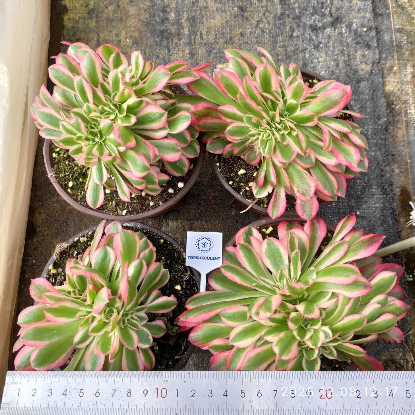 23223 アエオニウム ウィッチ綴化(14cm pot)