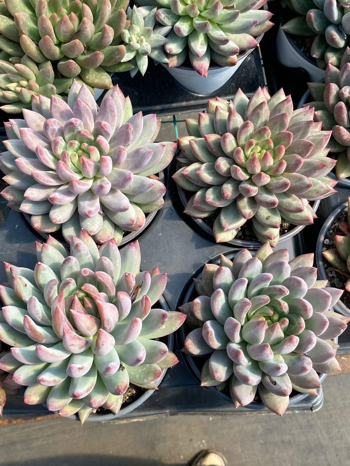 360943 コーンポッピー