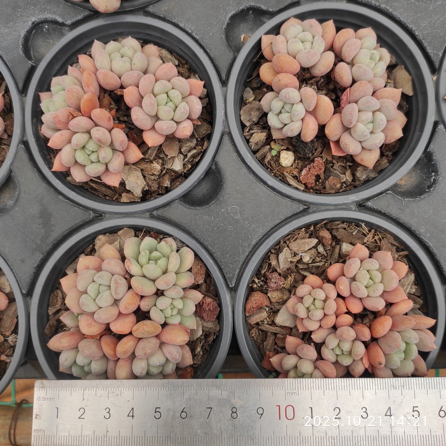 21919 キュートバブル(9cm pot)