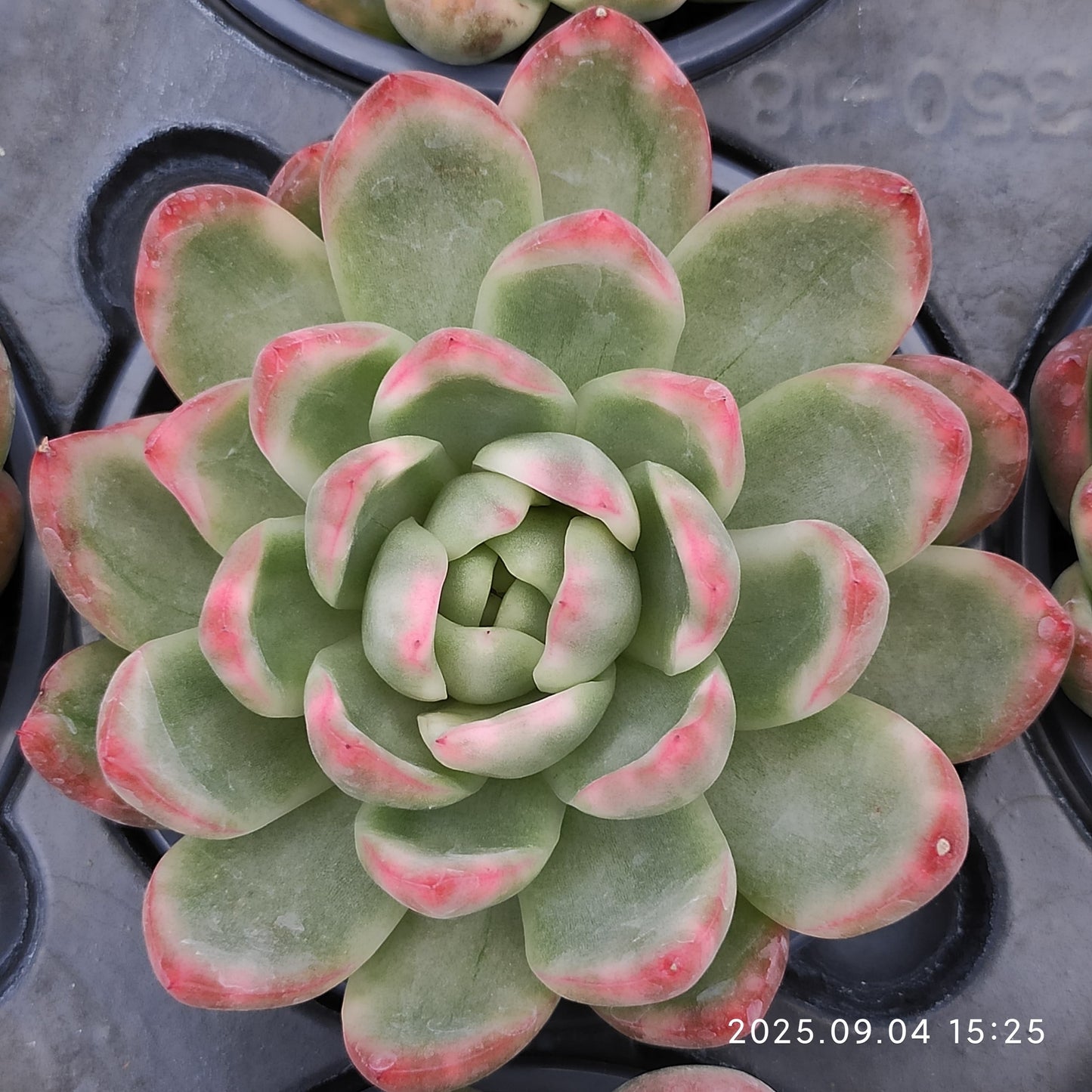MMY859 クリスタル ジェニー(9cm pot)
