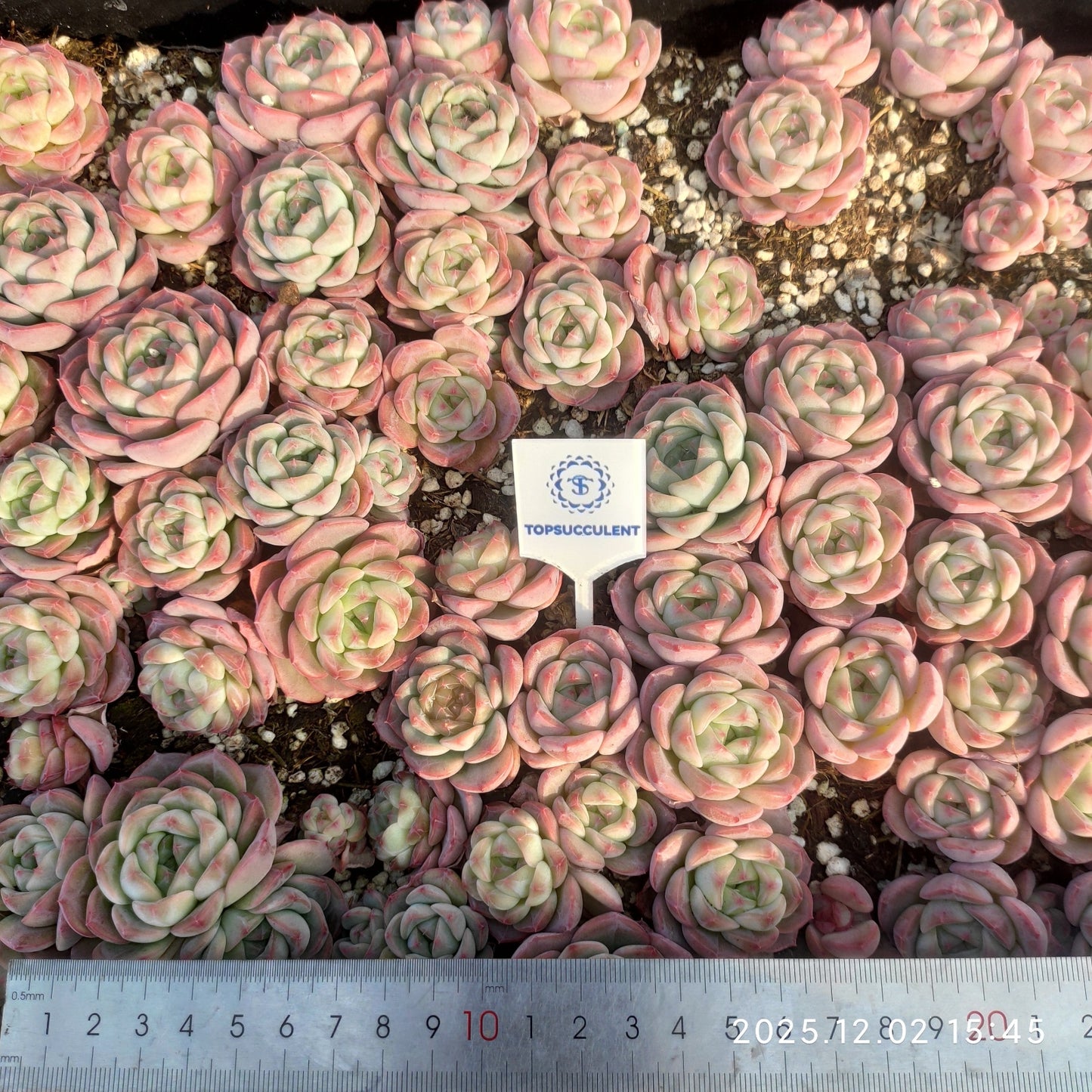 23035 アローン スターHyb(ポット苗)