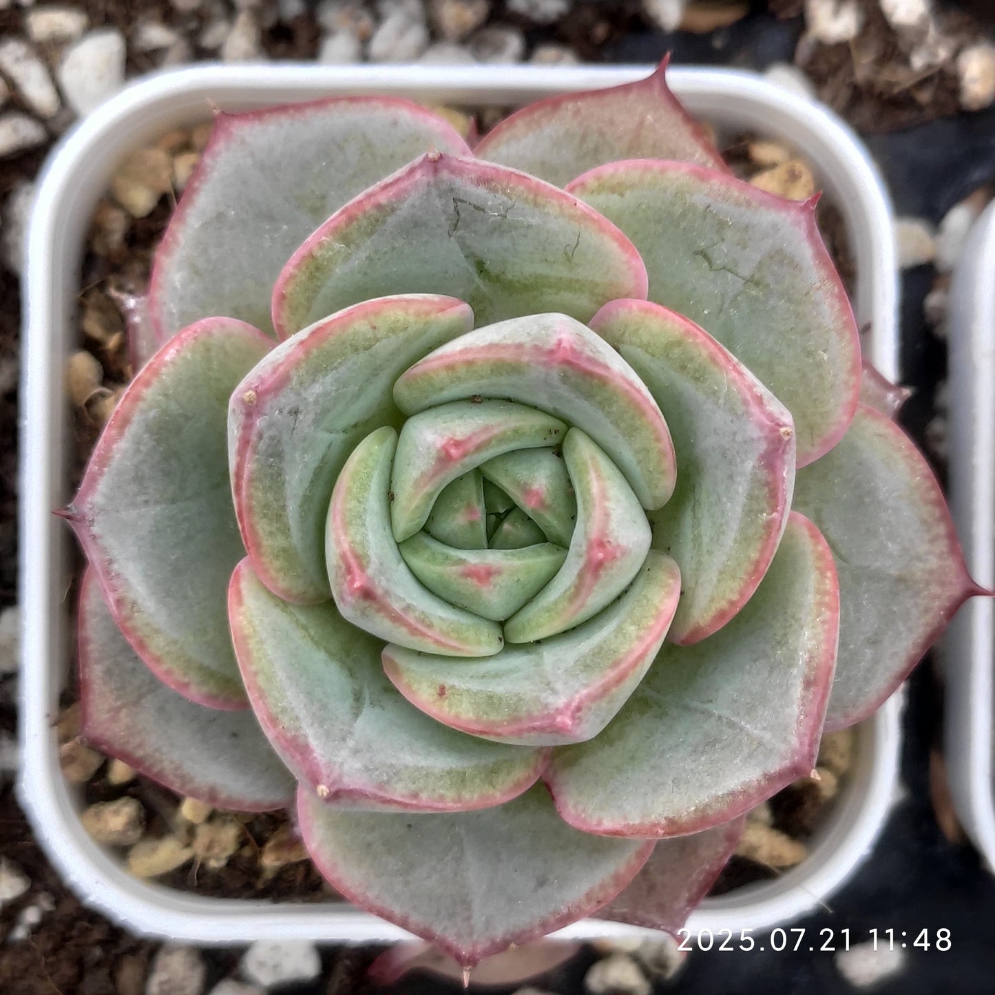 MMY977 ブライト フェザー(5.5cm pot)
