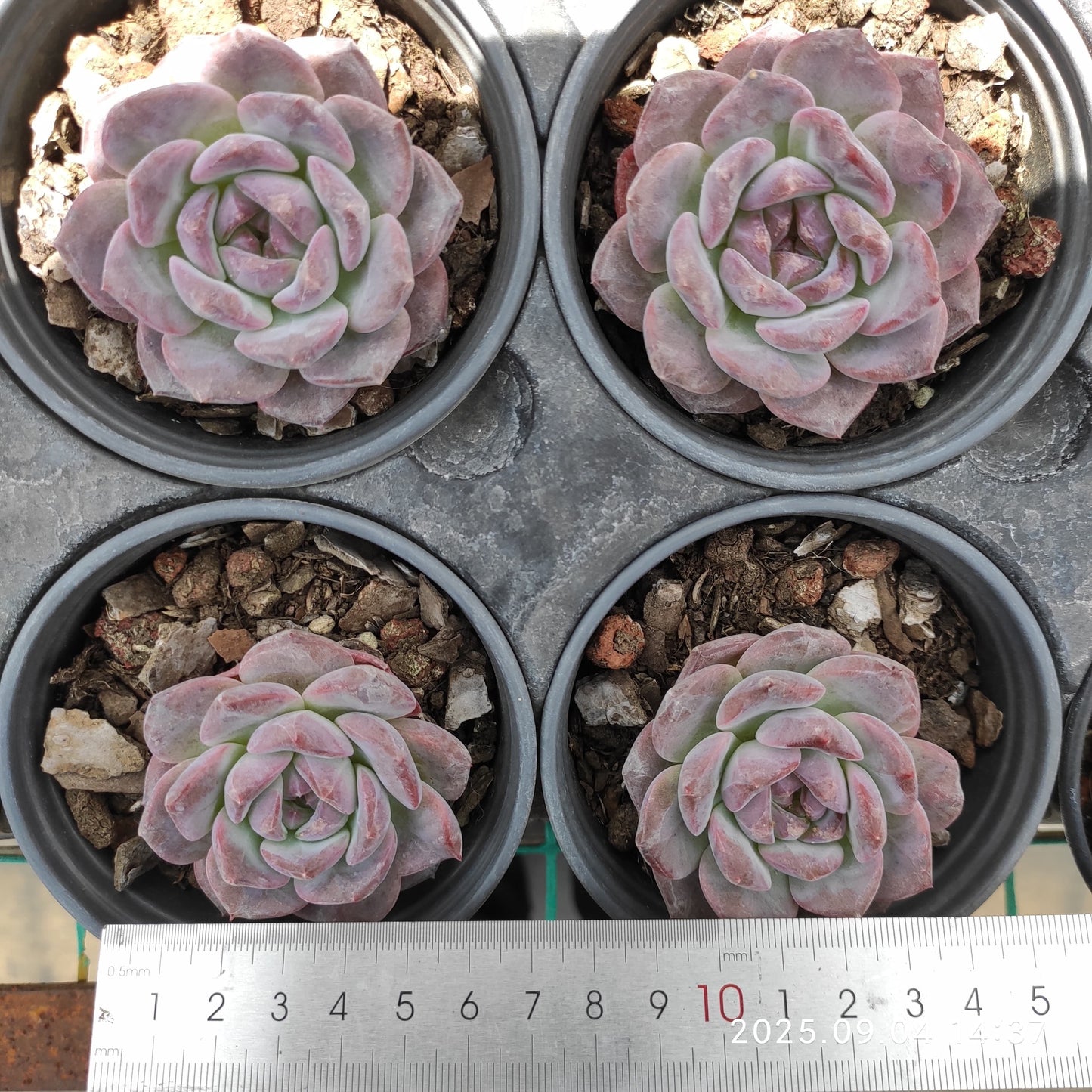 MMY1254 チワワエンシスHyb(9cm pot)