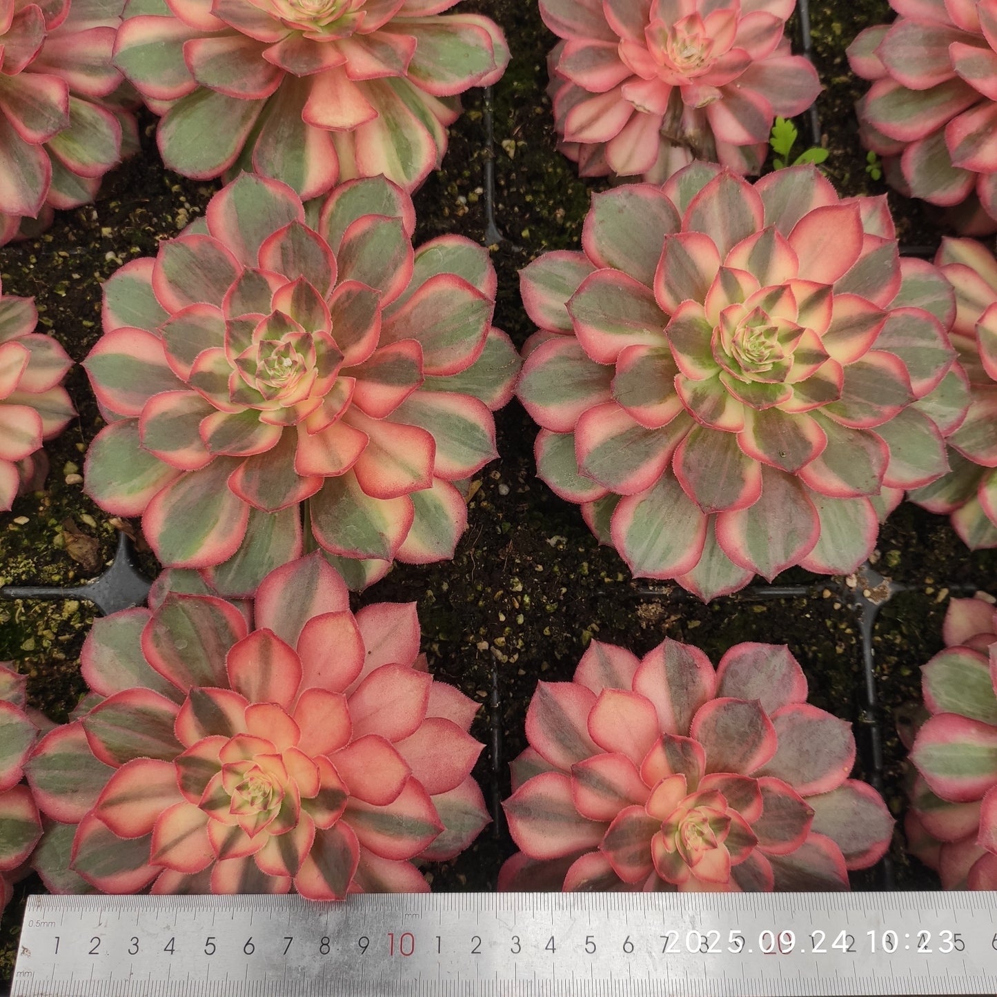 ON658 ブラック デビル(10cm pot)