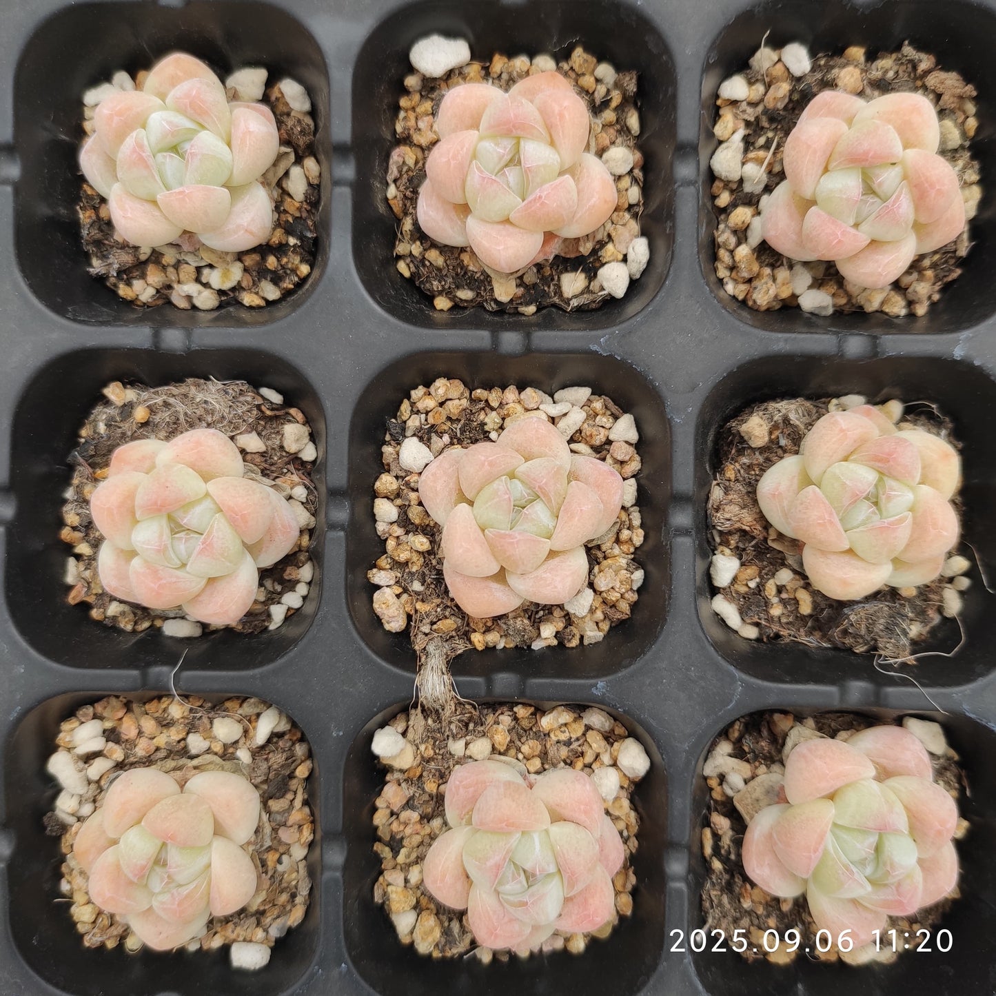 RC058 アイスグリーン(3cm pot)
