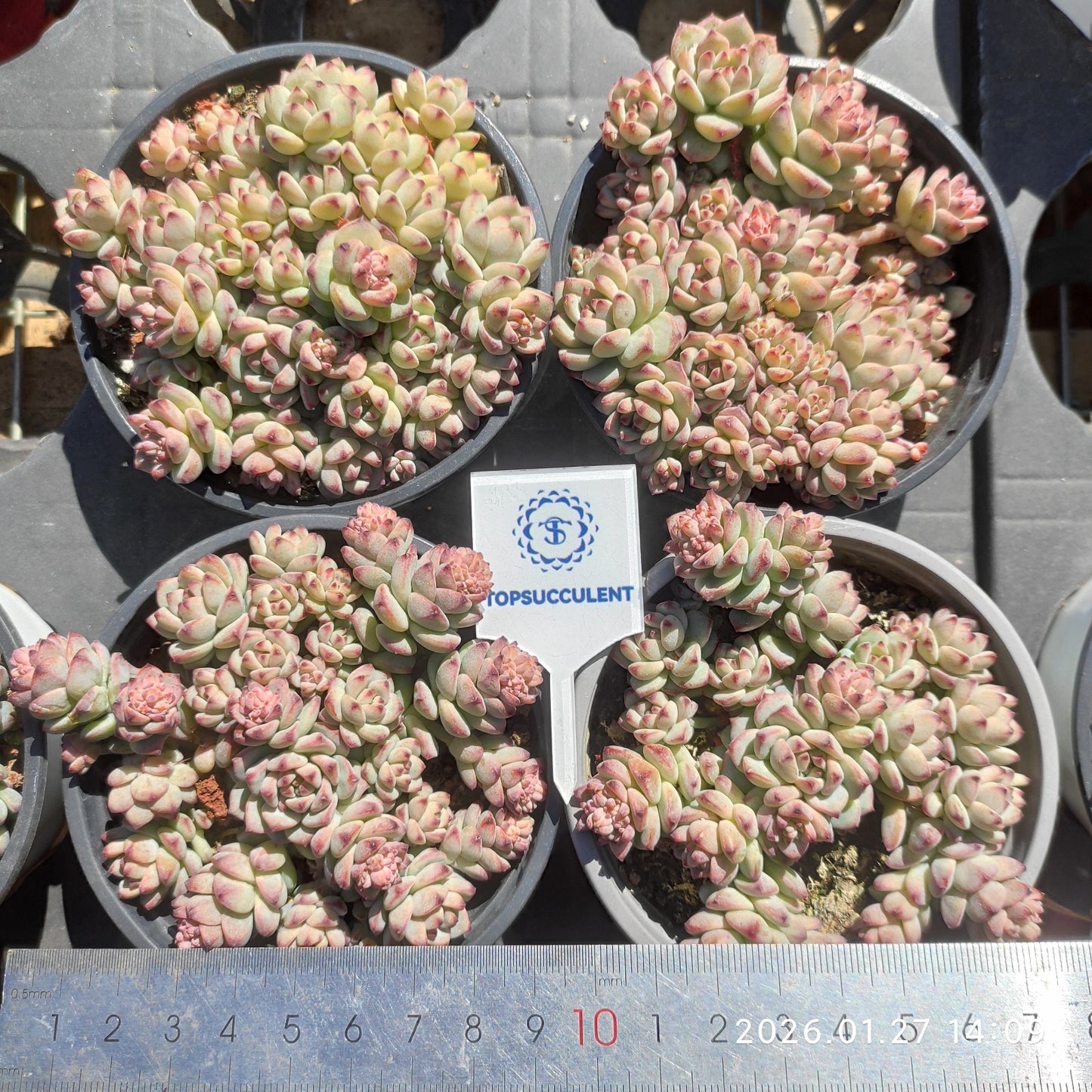 23225 キャラメルスプライト