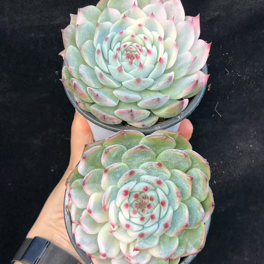BL2051 チワワエンシス錦(10cm pot)