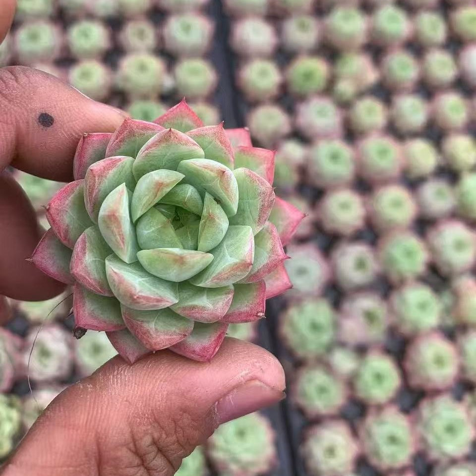 BL1990 エムラルド クイーン(3cm pot)