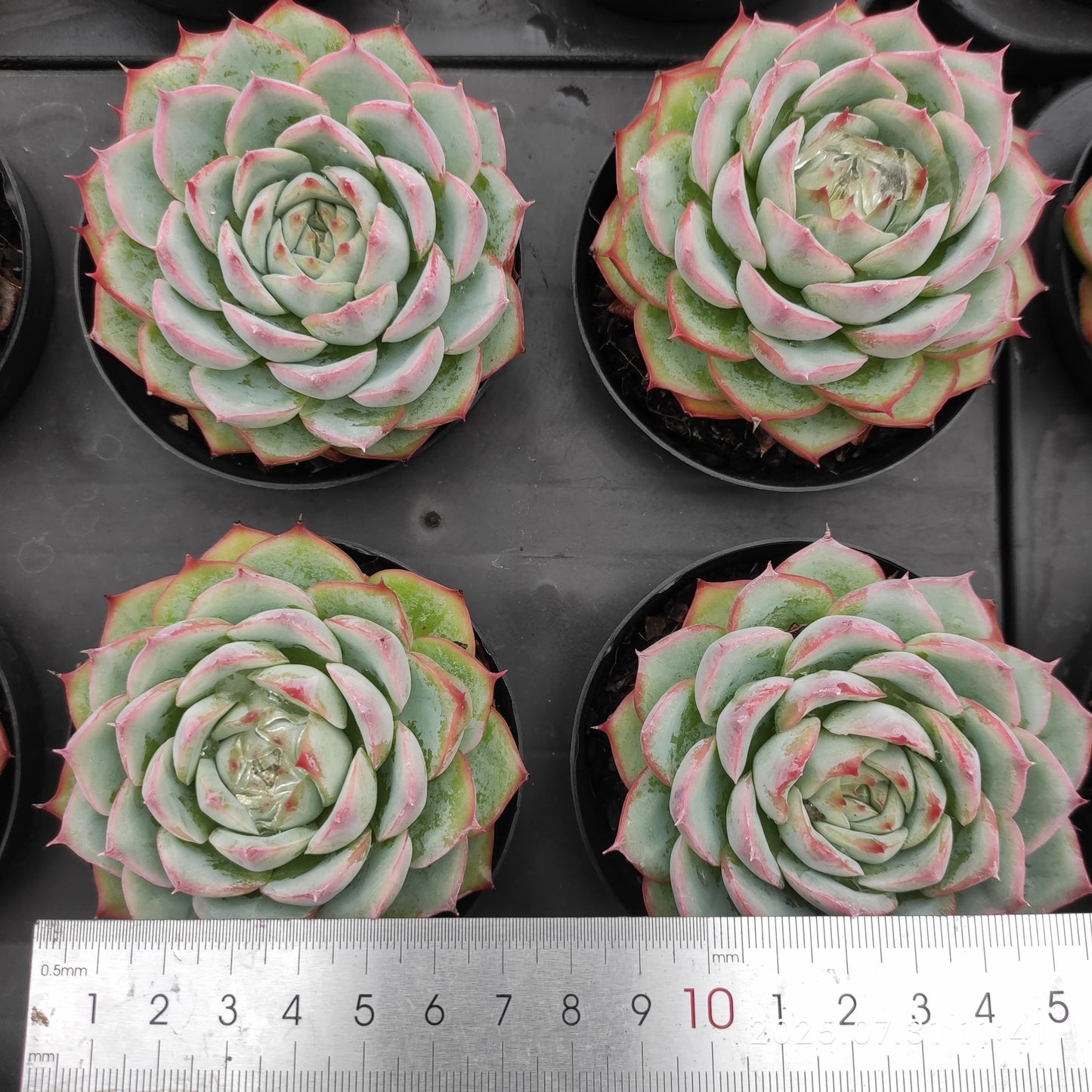 MMT705 シルエット (9cm pot)