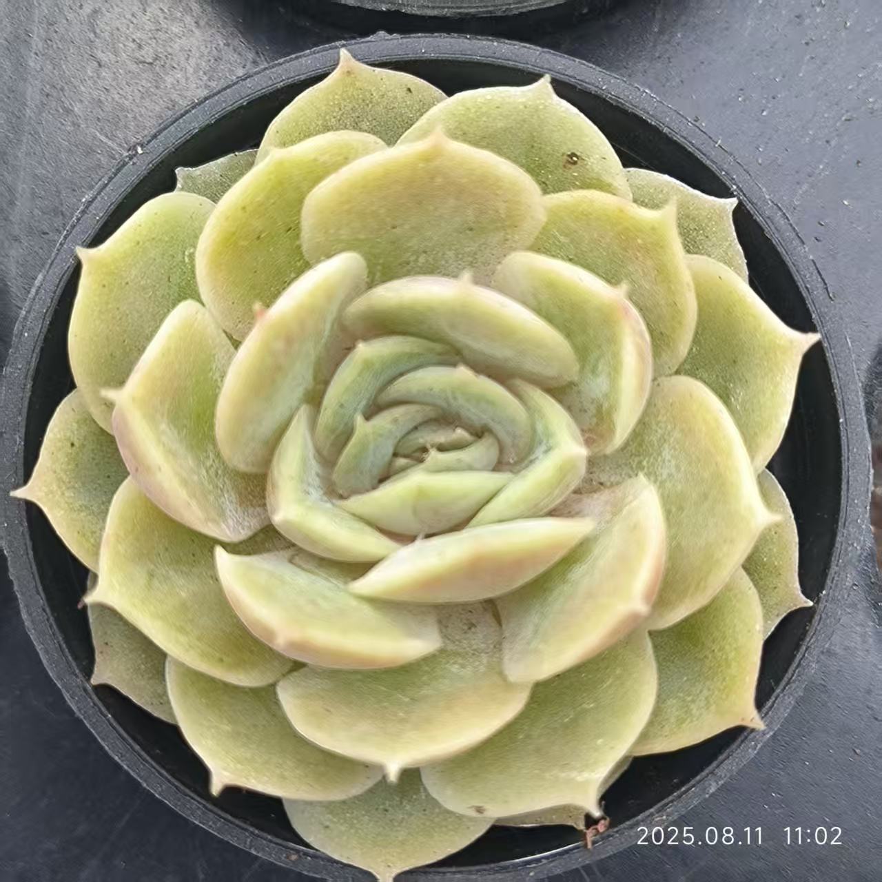 JC025 オウンスロー (5cm pot)