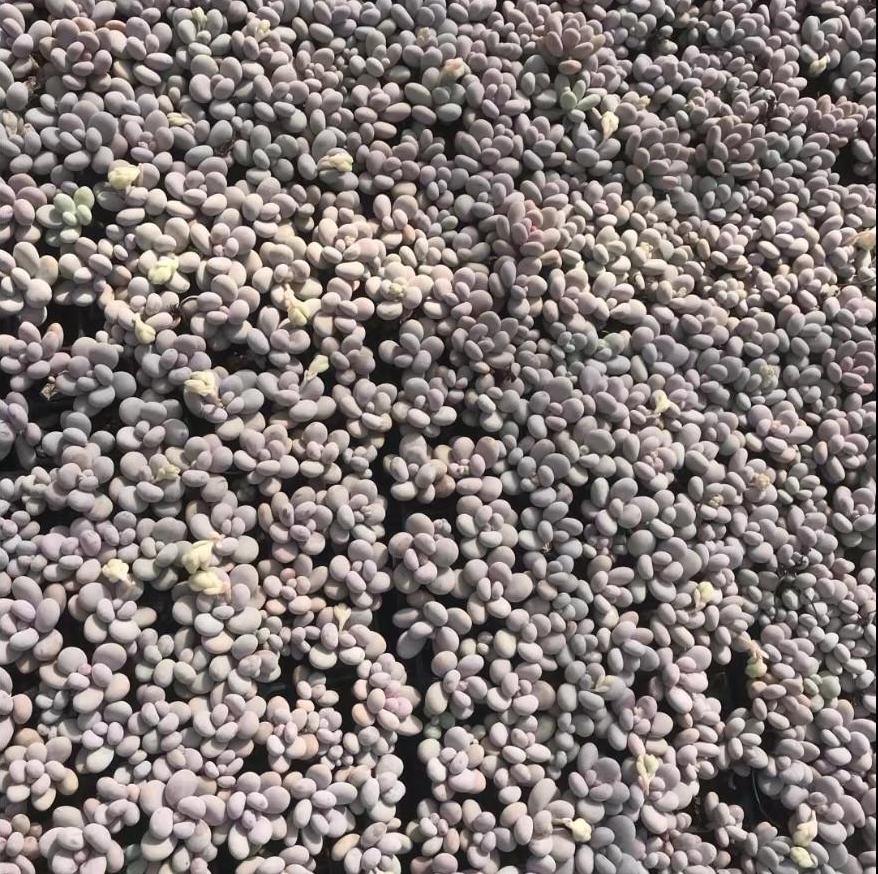 23376 オビフェルム(3cm pot)(ポット苗)