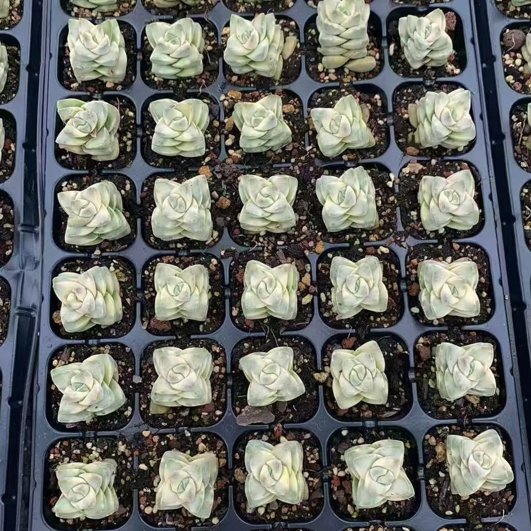 BL1992 ムーングロウ錦(3cm pot)