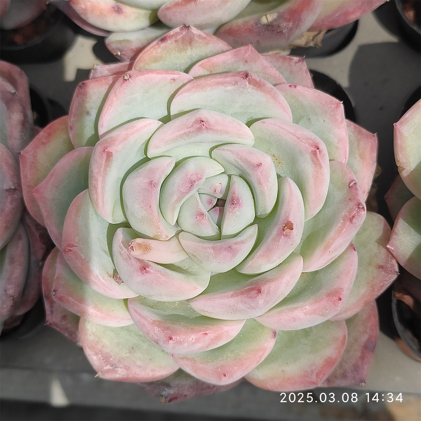 NGN571 モンローHyb (7cm pot)