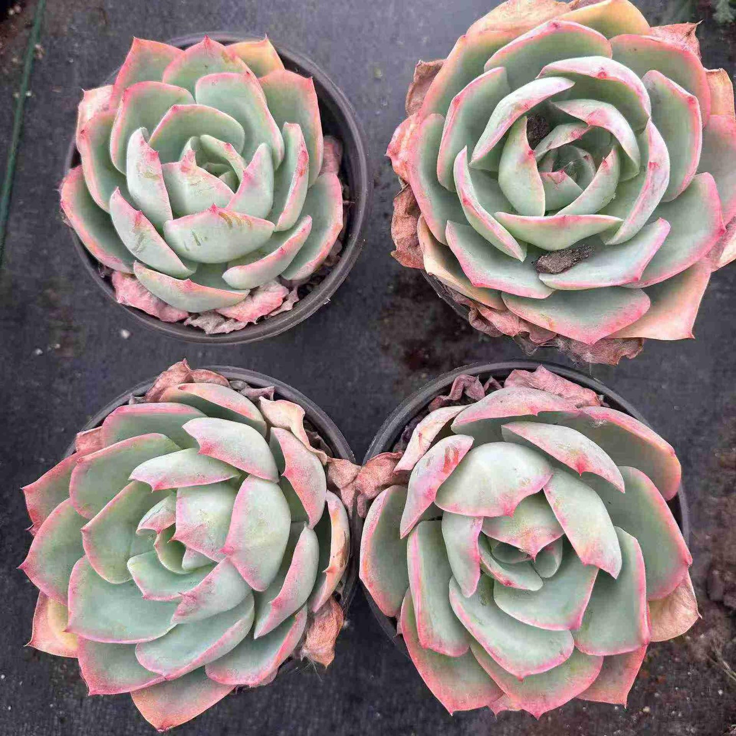 21286 ブルーライト