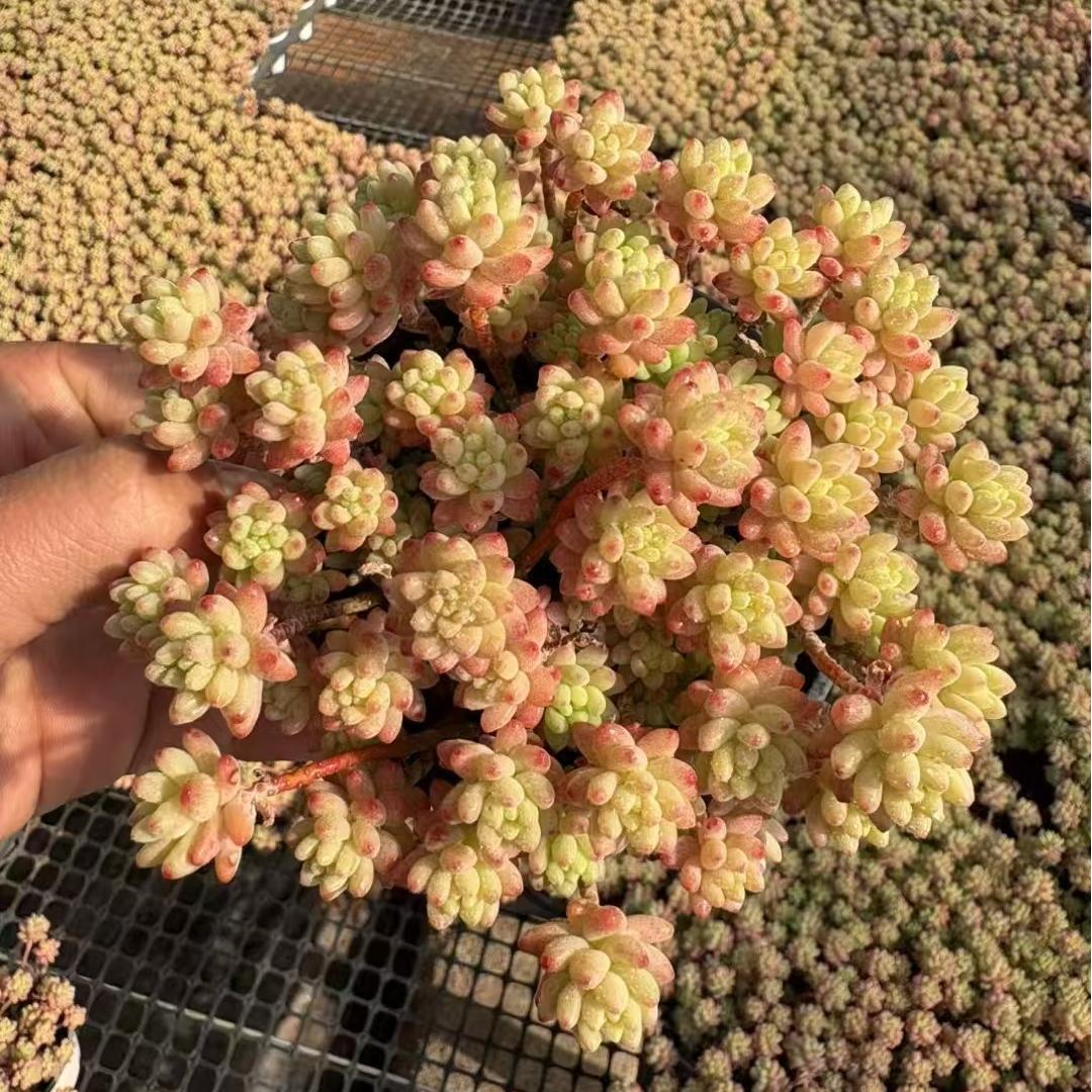 BL2024 レッドベリー Hyb(9cm pot)