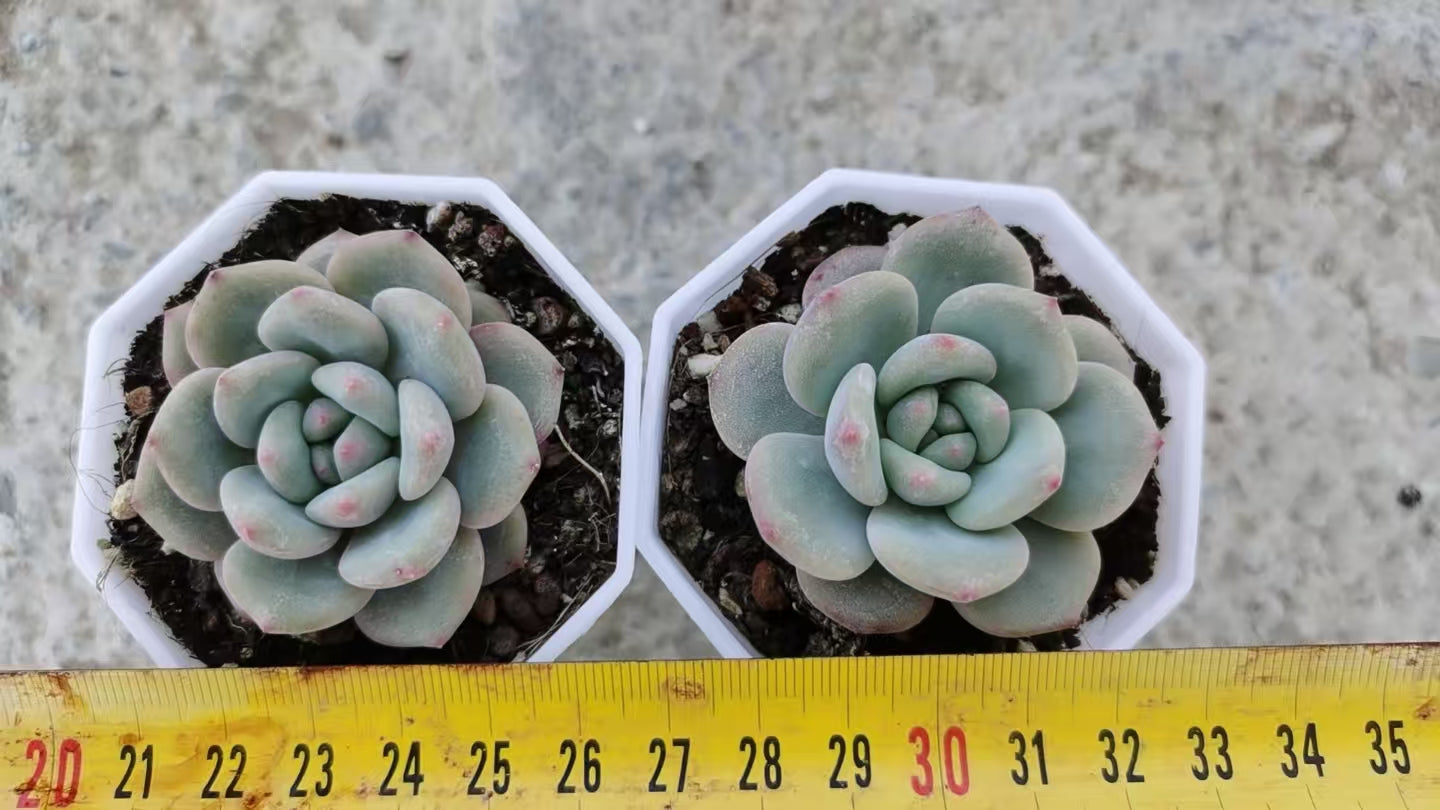RDD279 アリエル (6.5cm pot)