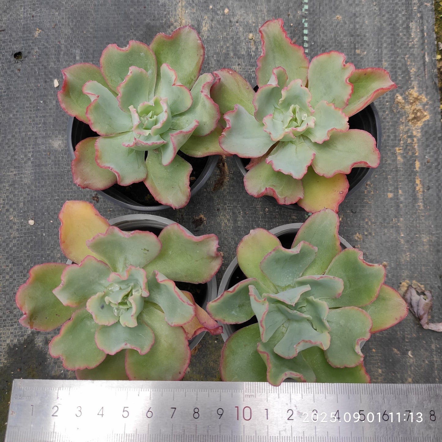 QN845 アクエリアス(9cm pot)