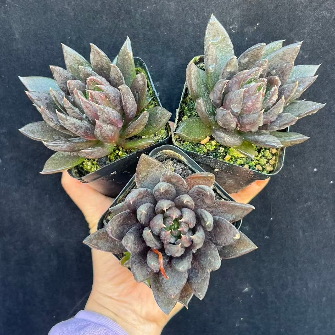 24428 ダークナイト錦