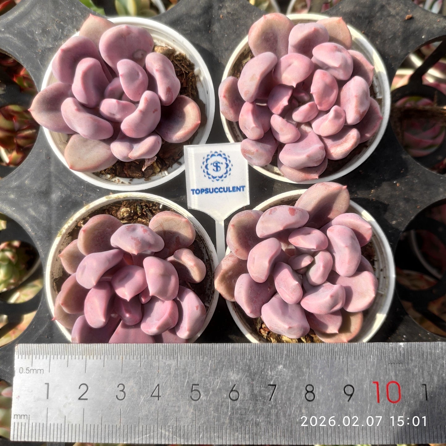 14888 ジュピター