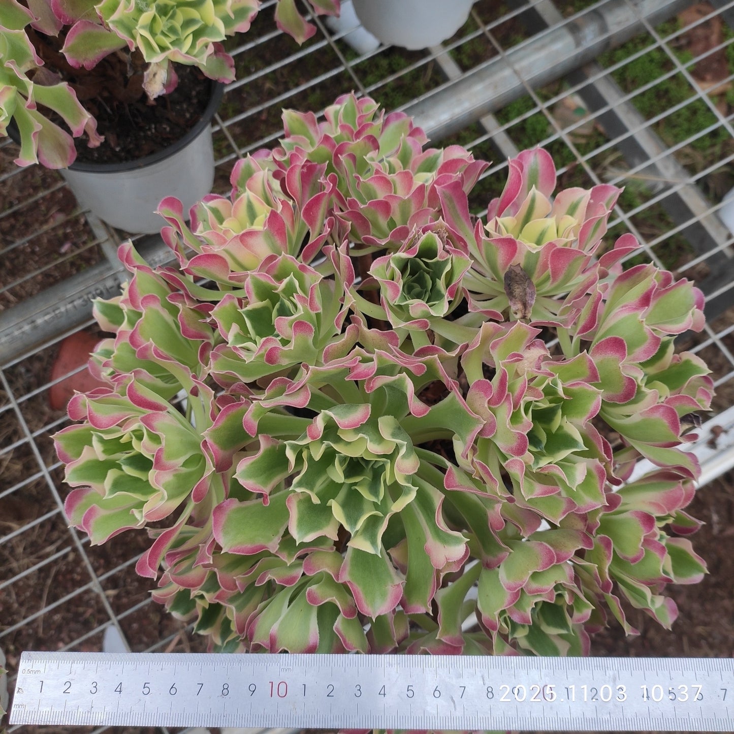 12023 リバー ストーンズ(17cm pot)