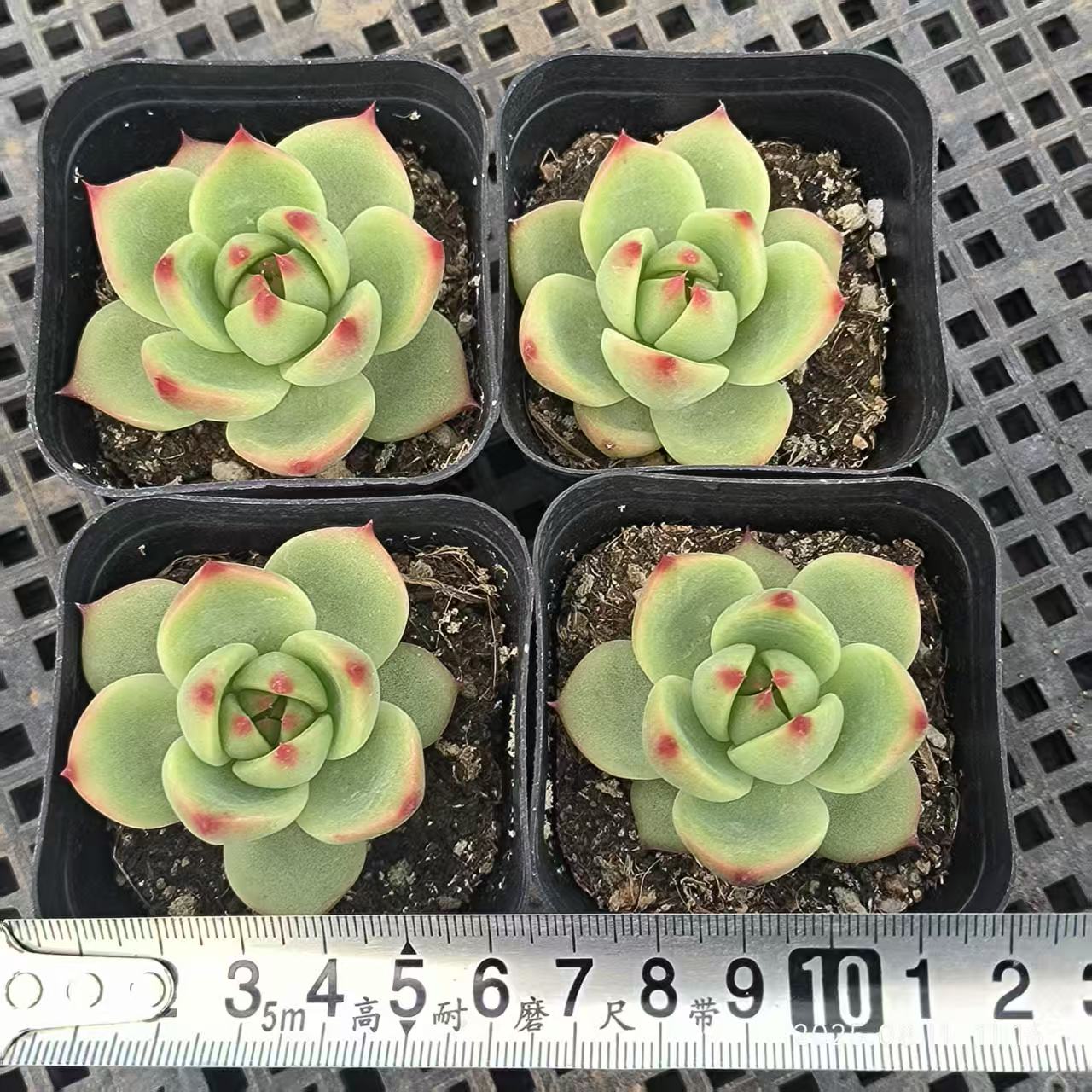 HBY093 ブルードラゴン(6.5cm pot)