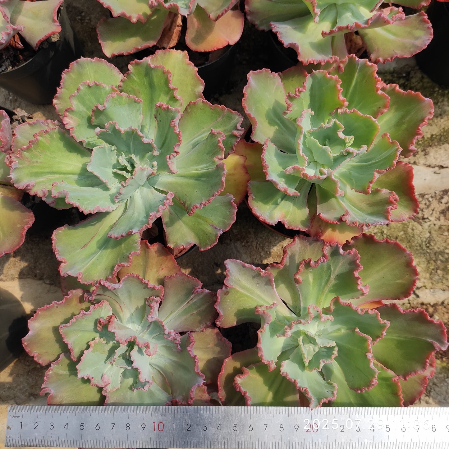 ZZA342 ディック ライト(14cm pot)