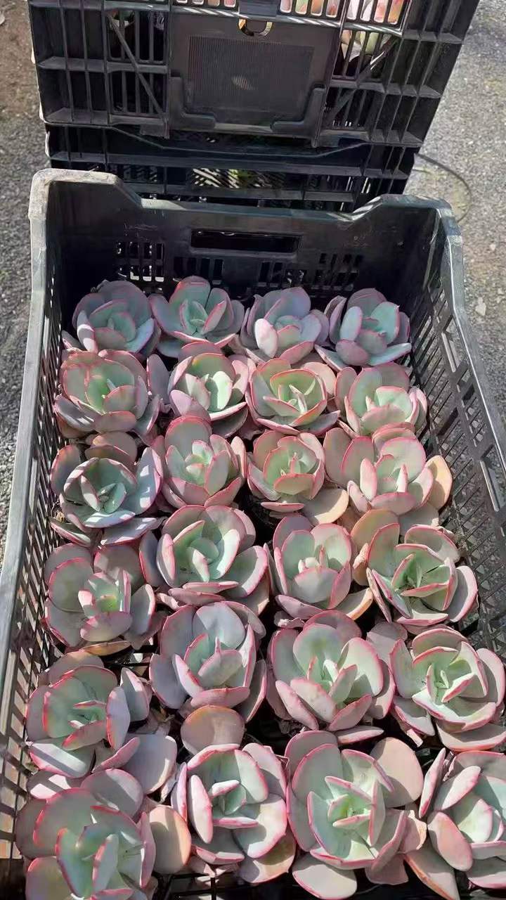 263101 ブレランド