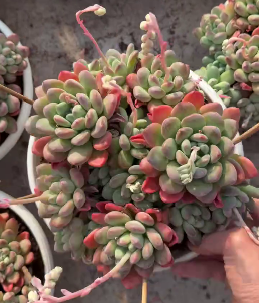 26532 ヴィクトリア