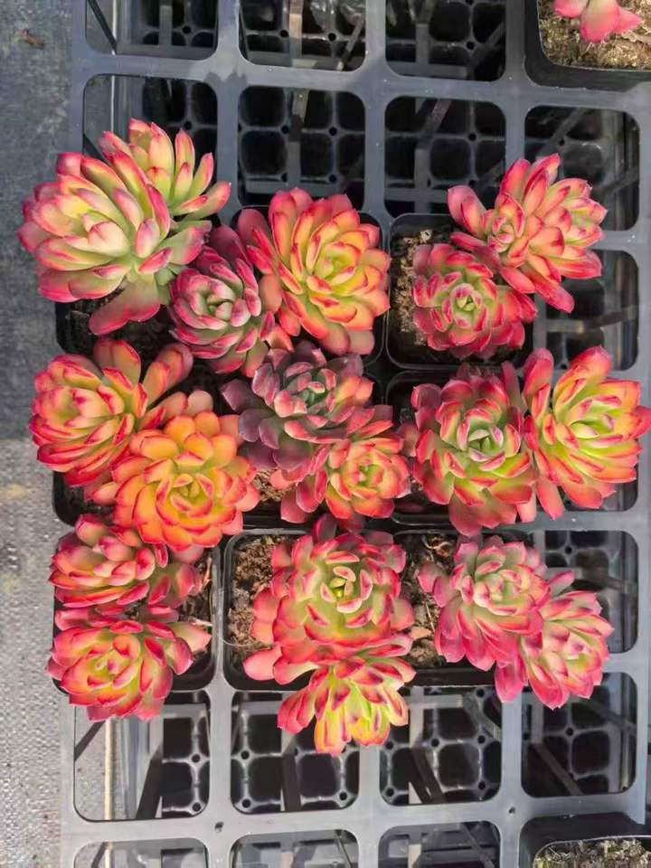 262981 ミニベル錦