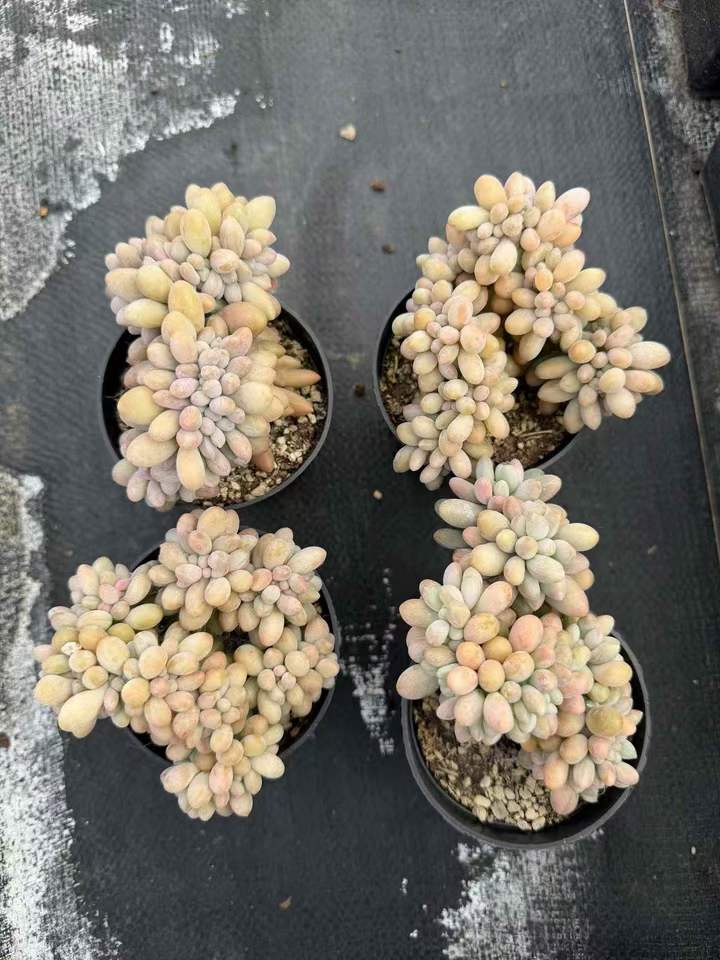 26528 オレンジスノーボール綴化