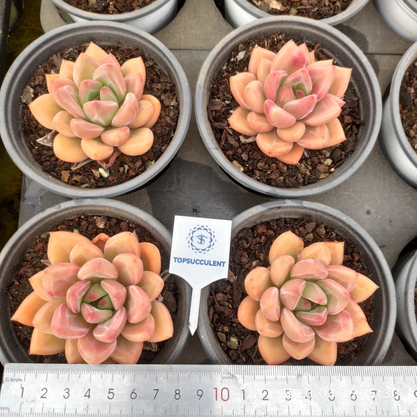 361629 ピーチ ユートピア