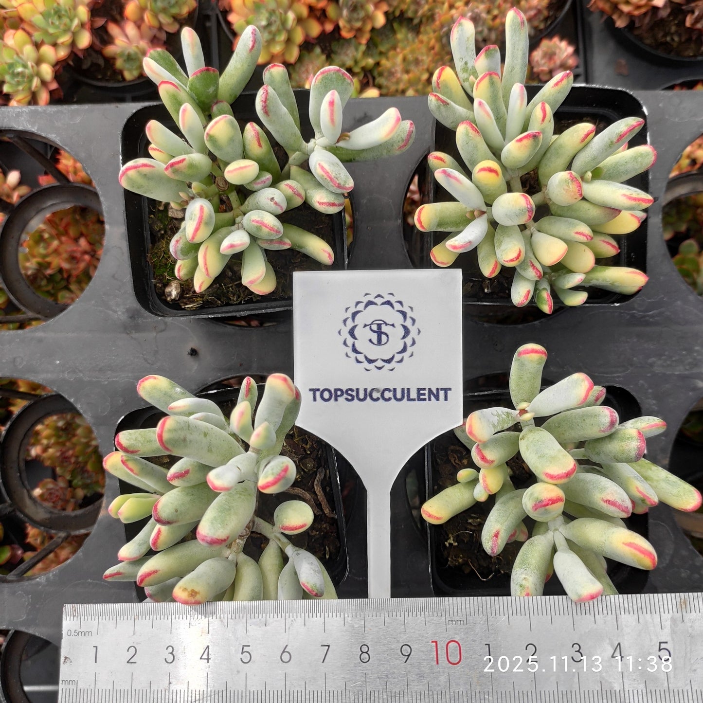 16363 オルビキュラータ錦(7cm pot)